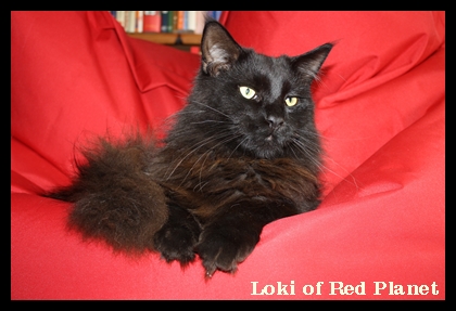 Loki